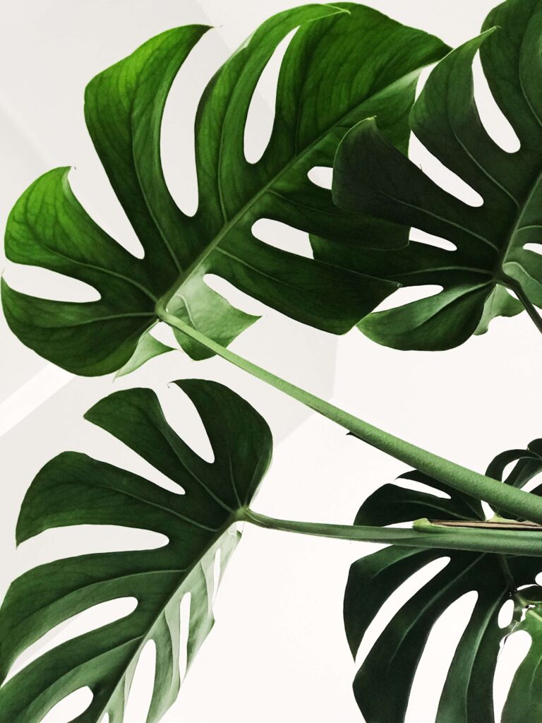 Close up of large green leaves