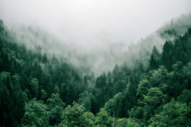 Overhead shot of a misty forest