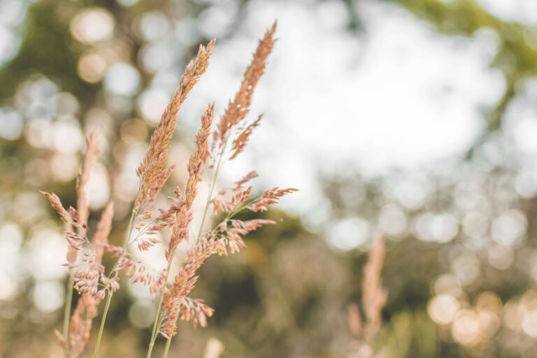 Shallow focus of wild grass growing in a field